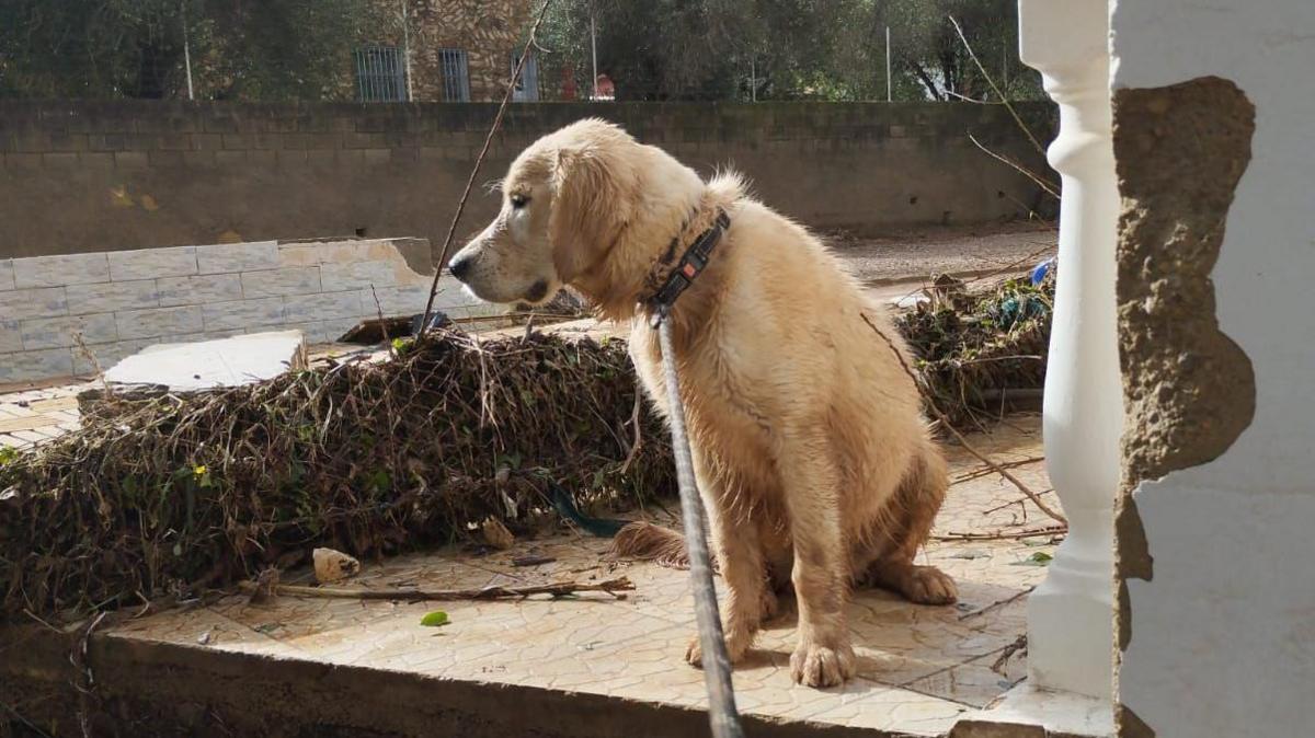 A labrador dog tethered by a rope looking out from a damaged balcony