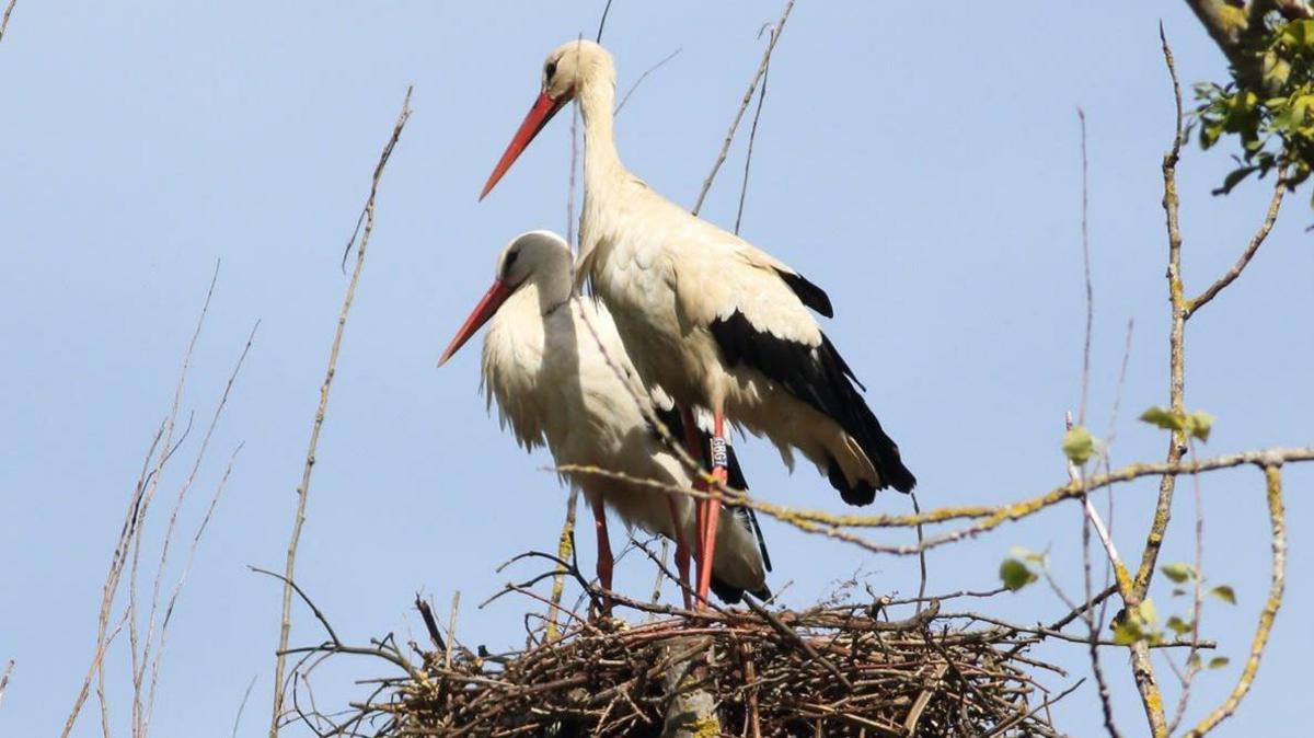 Two storks are standing on top of a nest. 