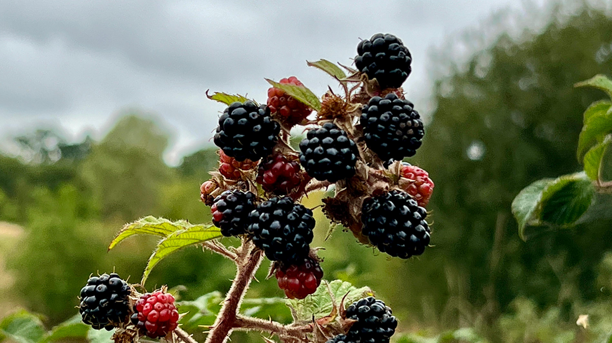 Blackberries ripe on a stalk in Leek Wootton. The background, blurred, shows a hedge and other greenery
