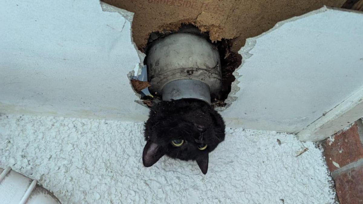 A black cat's head is sticking out of a pipe in a garage in Clevedon. Around the pipe is white plasterwork of the walls and ceiling