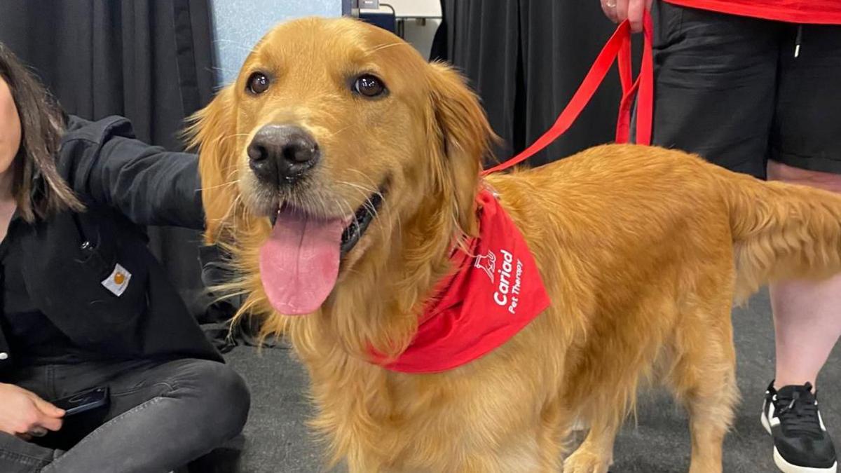 After meeting the volunteers and their dogs, he gave them free VIP tickets