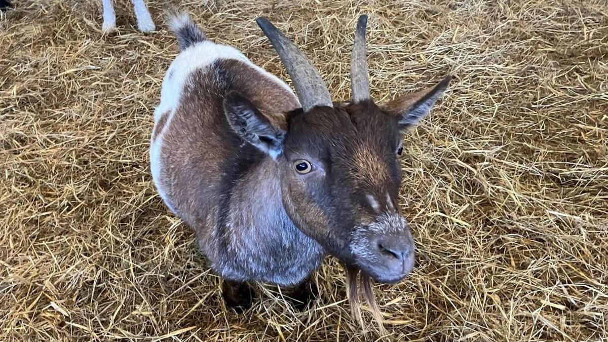 A black, brown and white goat in a pen with straw on the floor