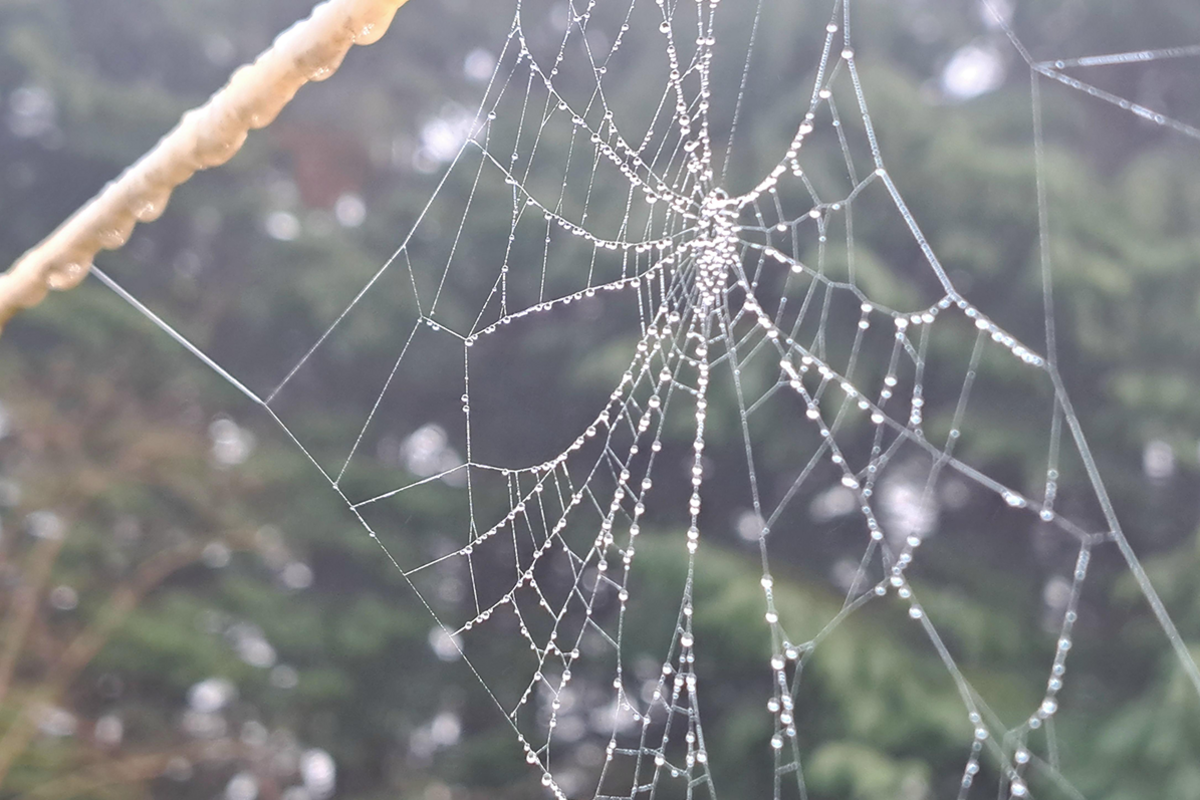 A spider's web, made out of strands of webbing, hangs in the air suspended with droplets of water dotted across the webbing. Behind it can be seen the blurred outlines of green leaves on trees.