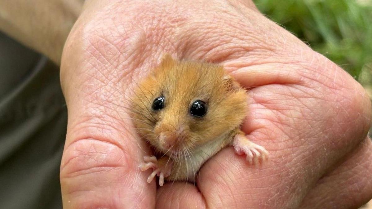 A hazel-coloured dormouse, looking straight out from the hand of a wildlife officer.