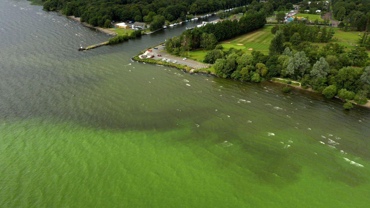 A large freshwater lake which is full of blue-green algae.