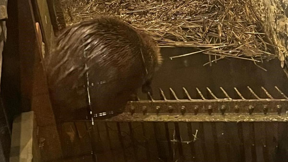 The back end of a beaver. He is sitting on a metal grill above water and looking down. You can see lots of straw or reeds on the water surface behind him 