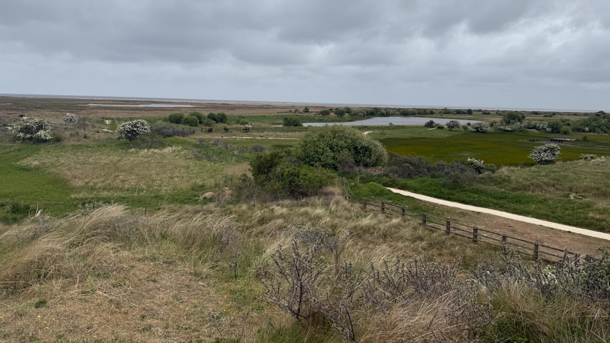 The photo is taken from the top of a hill, looking at the landscape below. In the foreground there is long grass, trees and various plants. In the distance there is a lake, and in the very distance on the horizon is the North Sea.