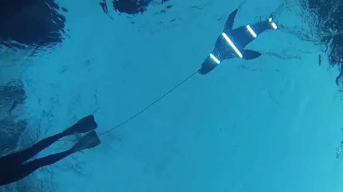 Diver tows a decoy seal shape with lights on 