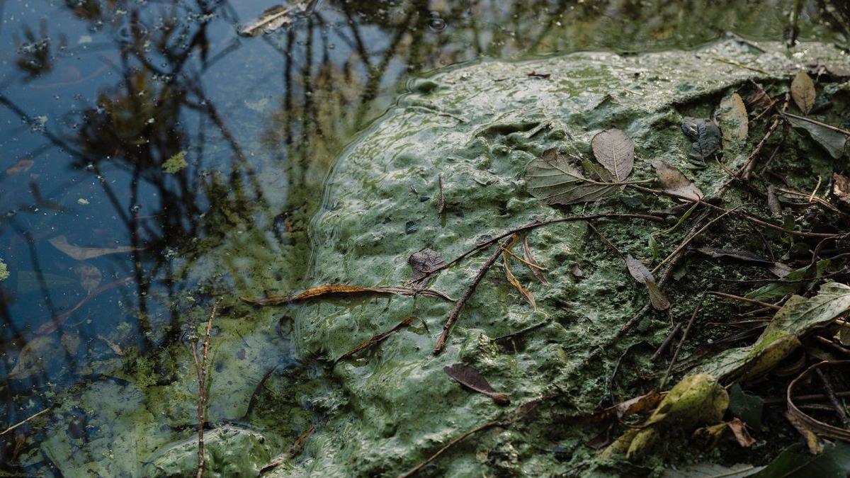A zoomed in view of blue-green algae that is on the corner of some water. There are brown sticks and leaves floating on top of the water surface.