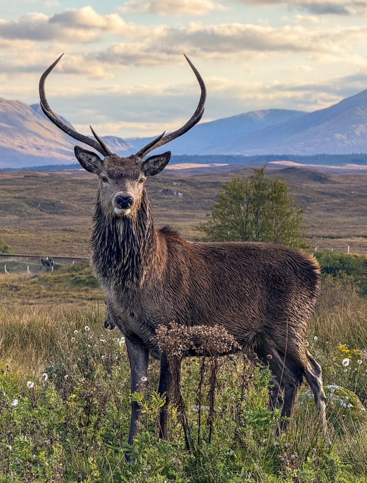 A striking scene of a majestic stag gazing straight into the camera, with massive antlers, standing proudly in a natural landscape. A scenic backdrop of rolling hills and distant mountains under a partly cloudy sky, enhances the striking scene.