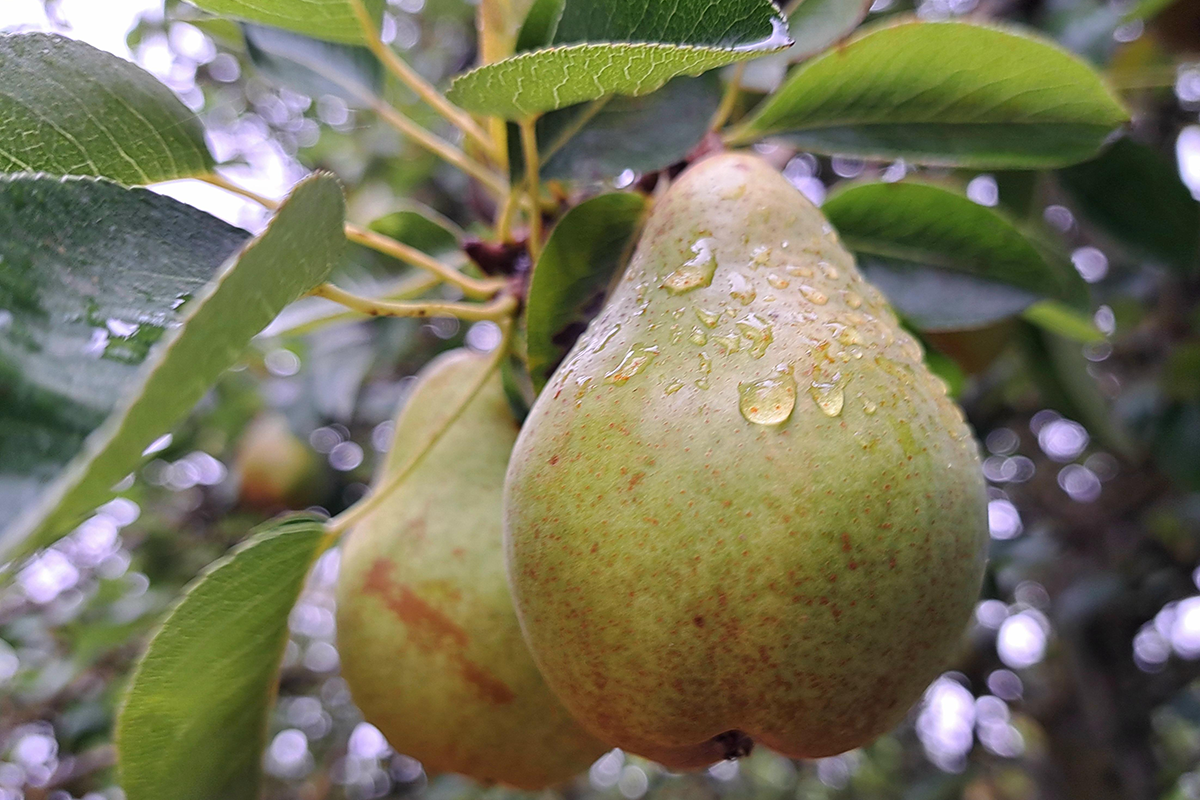 Two pears hanging from a branch in Wolverhampton. The tree, blurred, is in the background