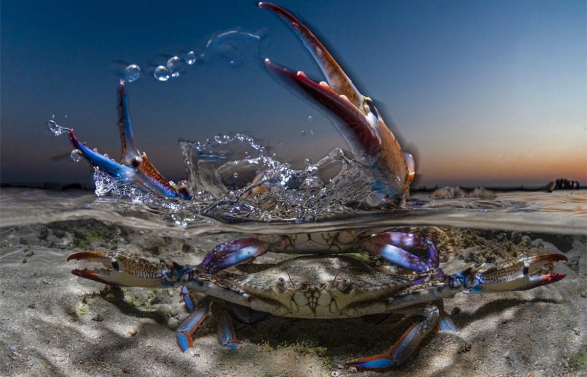 A crab half submerged in water raises its claws.