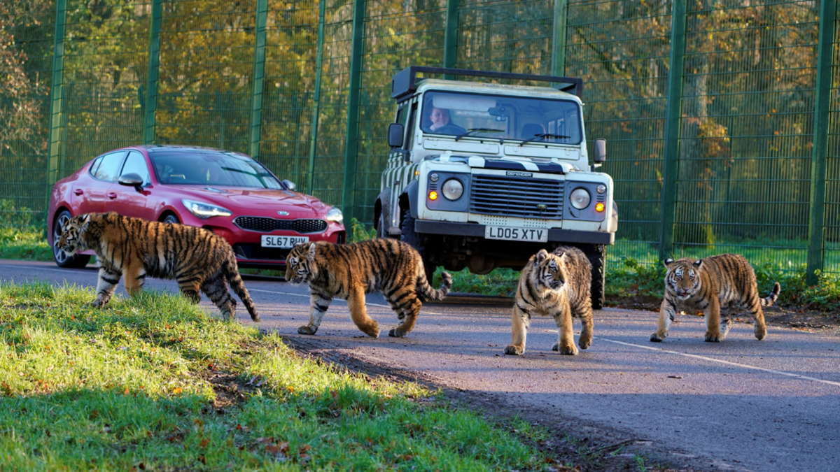 The four tiger cubs, each the size of a large dog, crossing the road at the safari park with a jeep and a car in the background