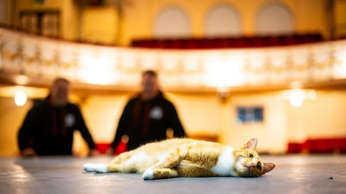 Fizz the cat lying on the stage at a theatre. 