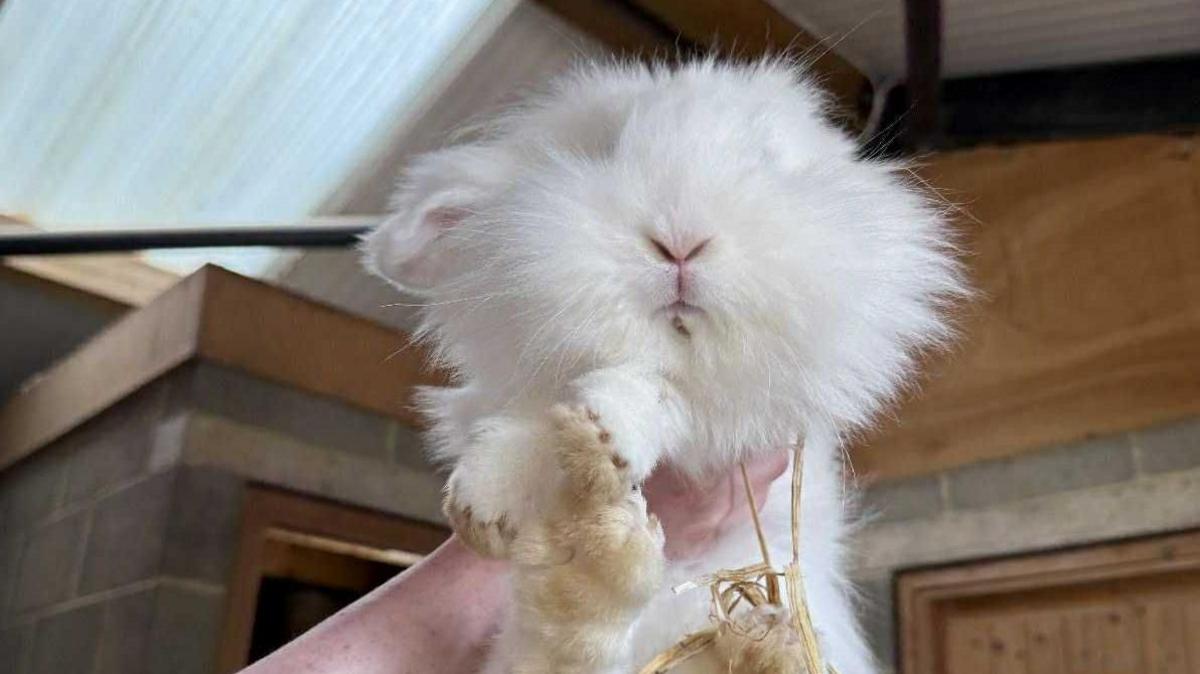 Snowy, a white long-haired rabbit, being held up in the air.