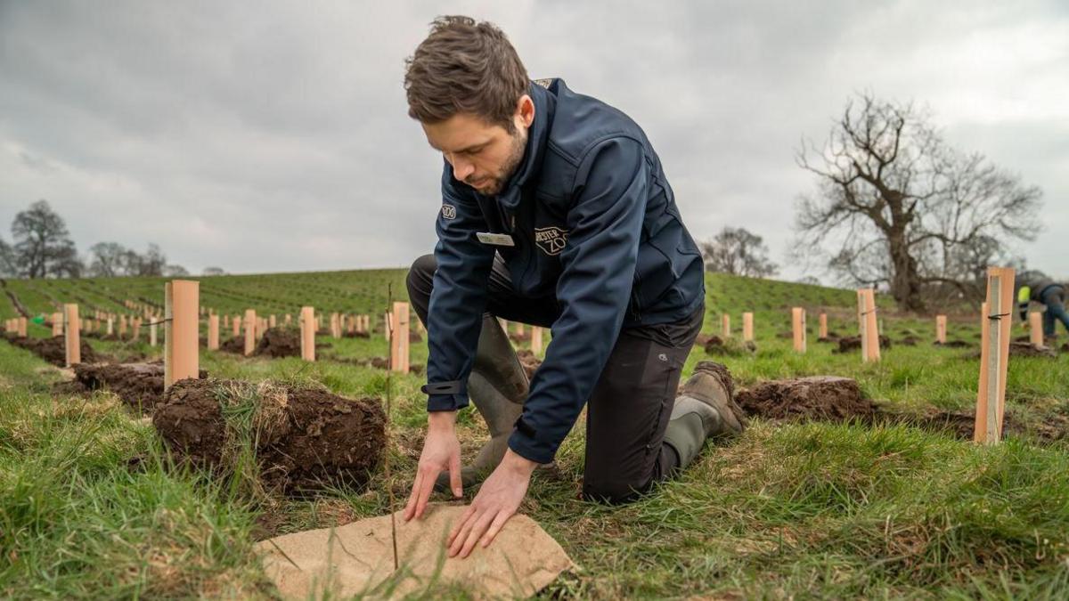 A zoo conservationist plants a tree in a field, he is kneeling down with wellies on and placing a brown piece of fabric next to unearthed soil in a field. 