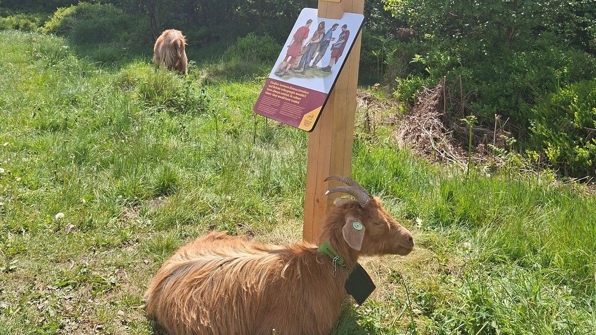 A brown goat laid next to an interpretation board outdoors.