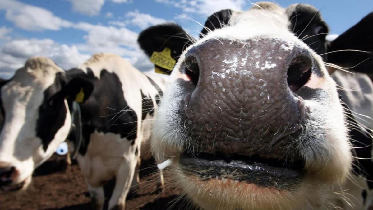 A black and white cow, with a yellow tag in its ear, peers down the lens of a camera. It's so close to the camera, its nose fills half the frame. Another cow, which is out of focus, can be seen in the background,