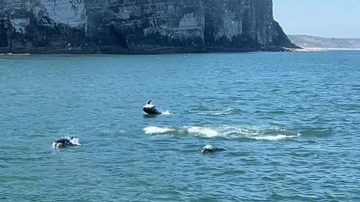 A group of dolphins breaching in the sea 