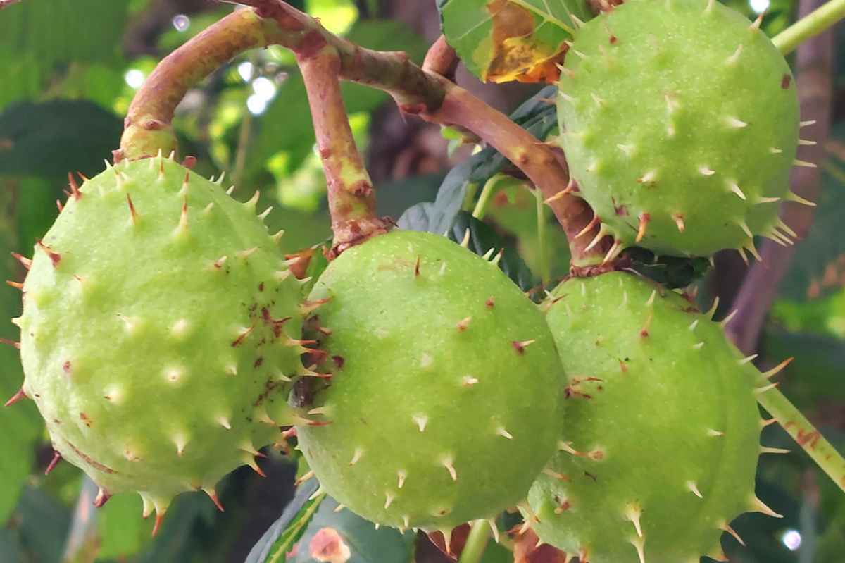 Green, spiky conkers hanging from a tree in Coventry, with leaves and foliage of the tree in background