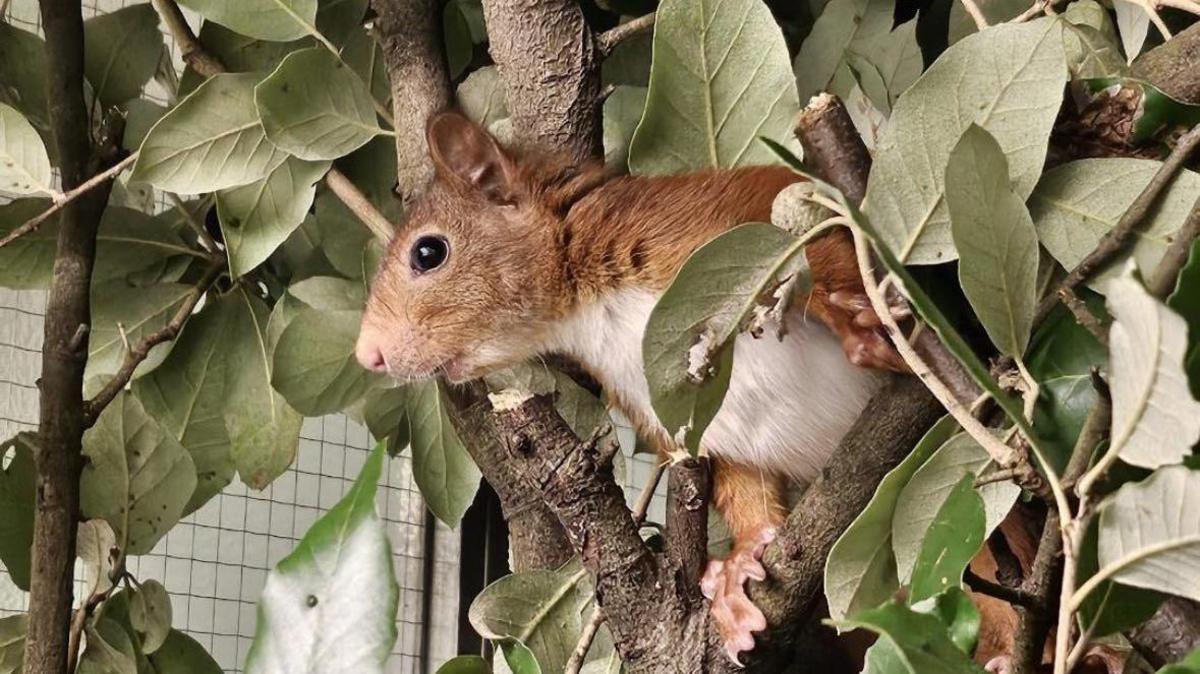 A small red squirrel sat in some greenery. It's looking away from the camera while having it claws clasped around a branch. There is lots of greenery but it appears to be inside an enclosure as there is a glass window in the background.  