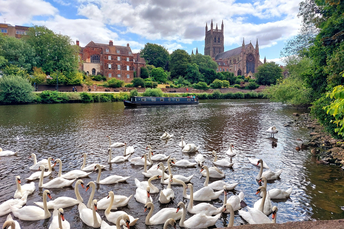 More than 30 swans congregating near the near bank of the River Severn in Worcester. In the distance is the city itself, with the cathedral dominating the right of the photo. A blue narrowboat is travelling along the river.