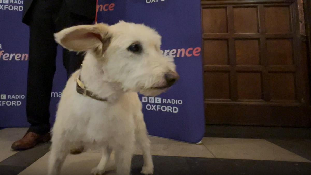 Monty, a white dog