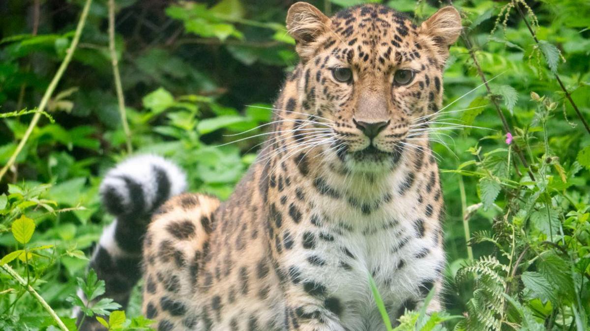 Lena, Amur leopard cub, is seen among greenery. She is brown with black spots and is looking at the camera