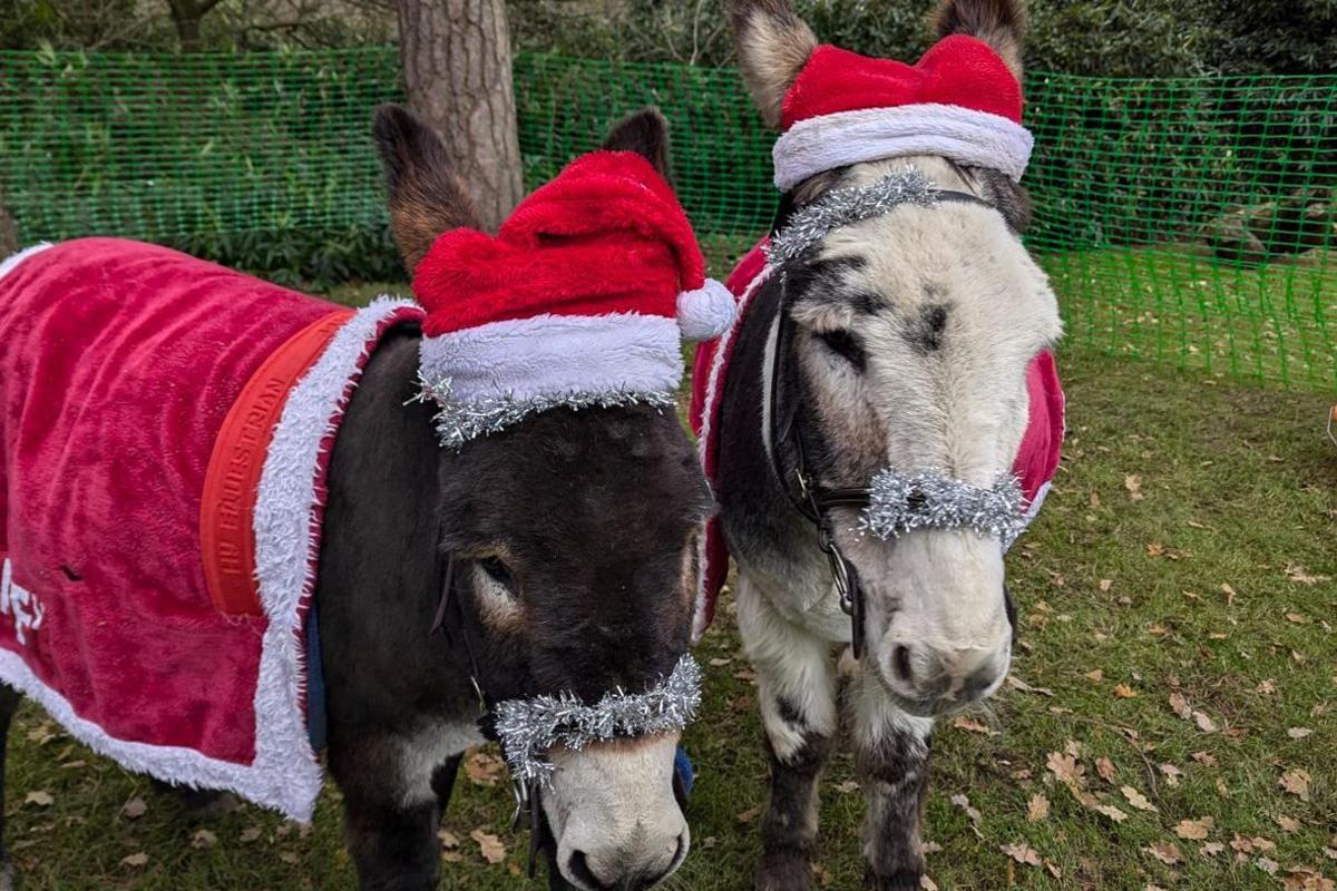 Two donkeys are pictured close up, both wearing red and white santa hats with tinsel on their noses. 