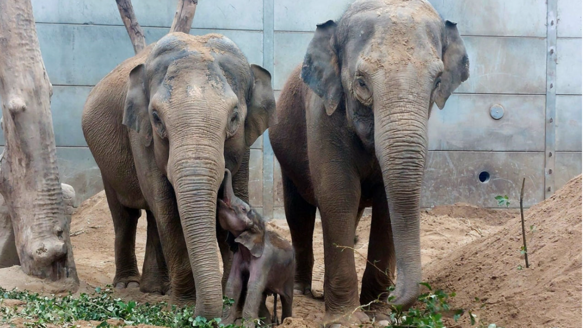 One-month-old baby Zaiya reaches up with her trunk to her mother