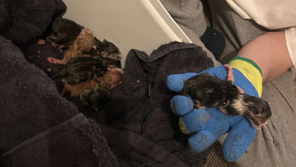 A person with blue protective gloves hols a newborn kitten in their hands. To the left there are five black and ginger kittens lying on a blanket in a box.