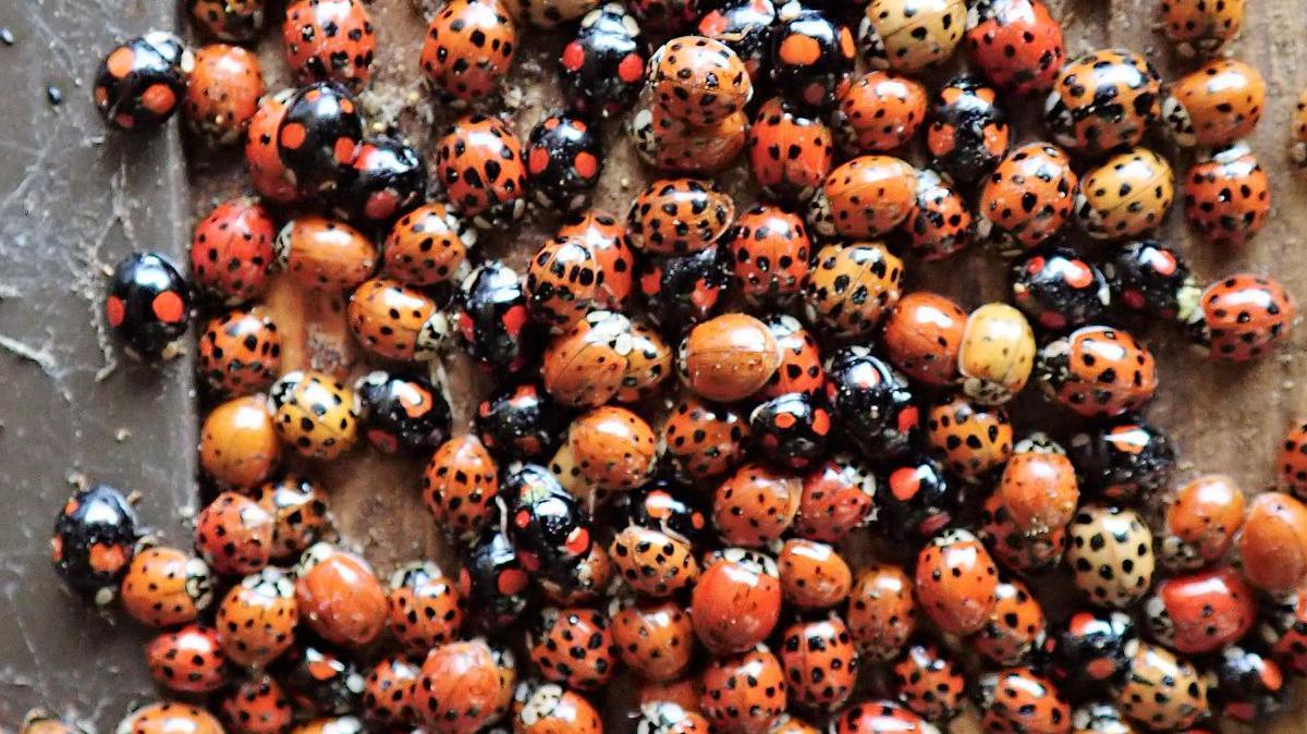 A close up picture of a swarm of red and black spotted ladybirds