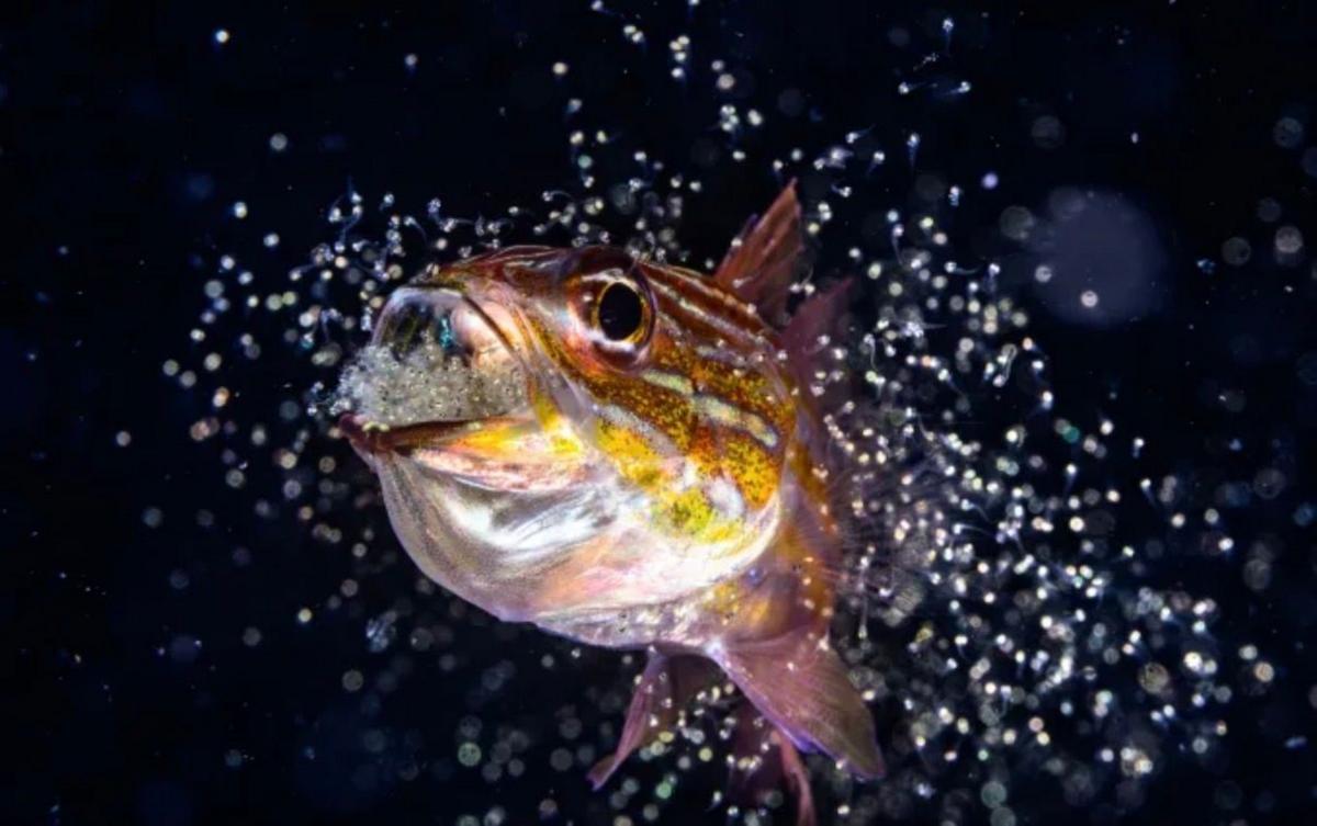 This photo shows a male cardinalfish releasing tiny young fish from his mouth. 