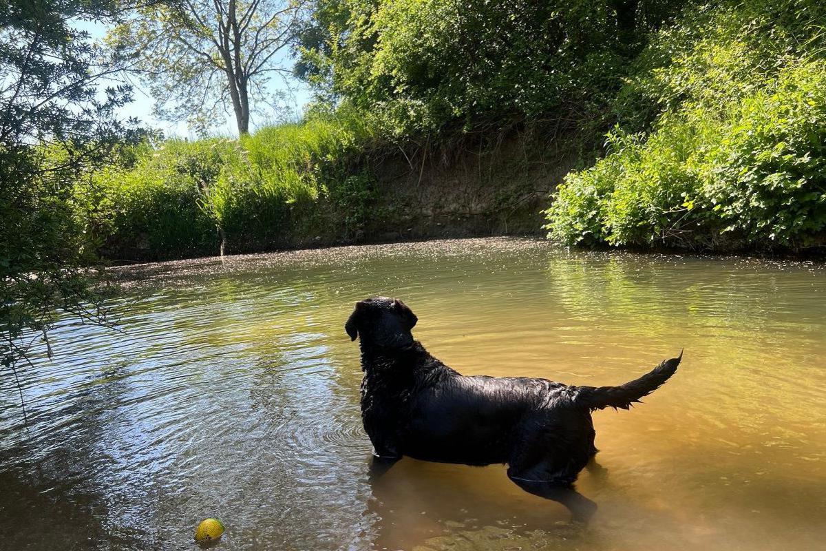 A black dog stands nearly up to its body in a pond with a yellow ball floating next to it. Several trees line the far bank.