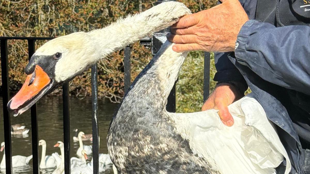 The image shows a swan being held up to the camera, it's white feathers on the front are clearly covered in a thick, black oil. In the background a railing is visible and behind that is a group of swans in the water. 