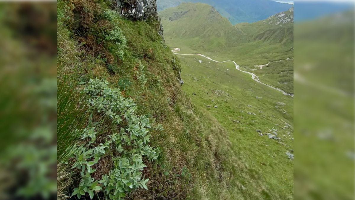 Craobh bheag a' fàs gu h-àrd 