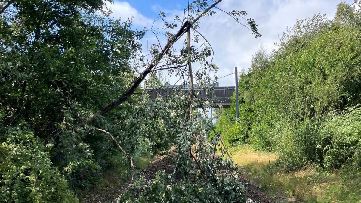 A broken tree fallen onto a train track with a thin trunk splintered over an overhead line below a blue cloudy sky