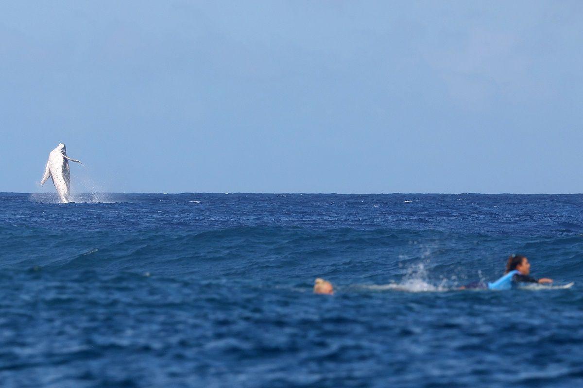 whale jumping out of water.