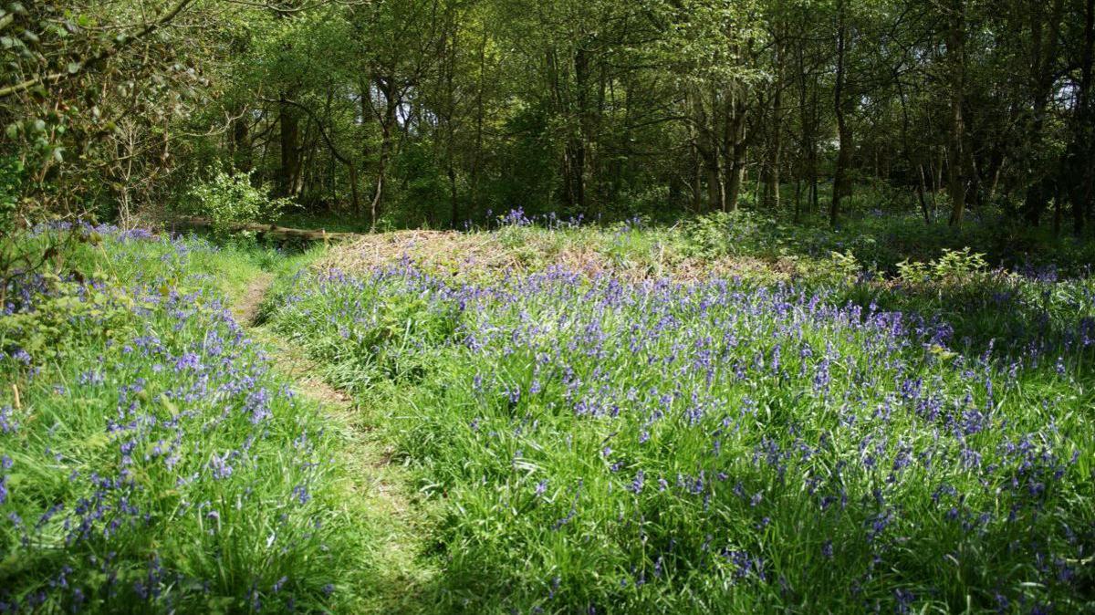 Bluebells in a clearing within Chaddesden Wood