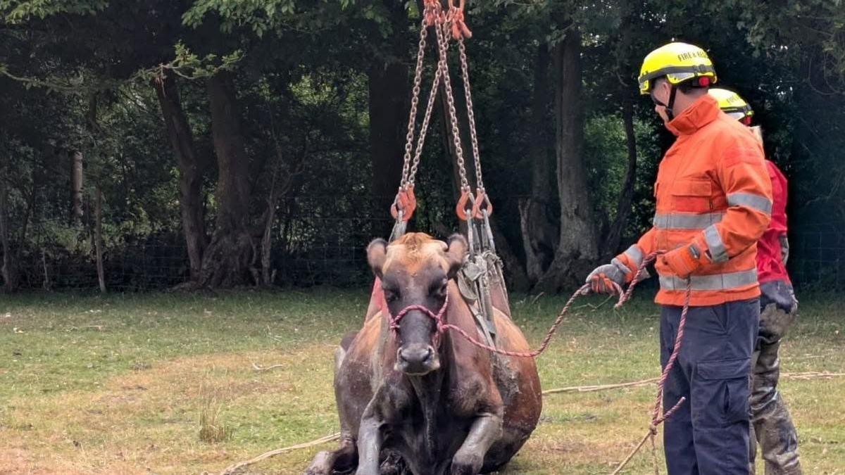 A cow is being slung up by two fire rescue service team members after being stuck in mud. 