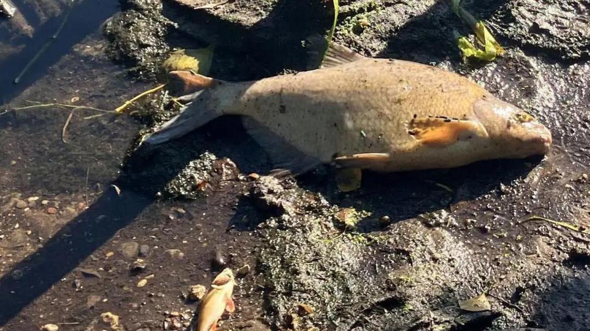 Hundreds of Dead Fish in River Wensum Linked to Heatwave