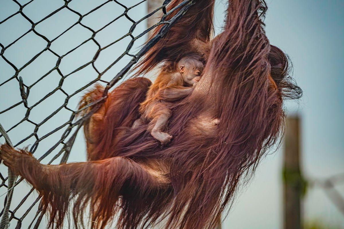 Orangutun holding on to fence with baby clutched to body
