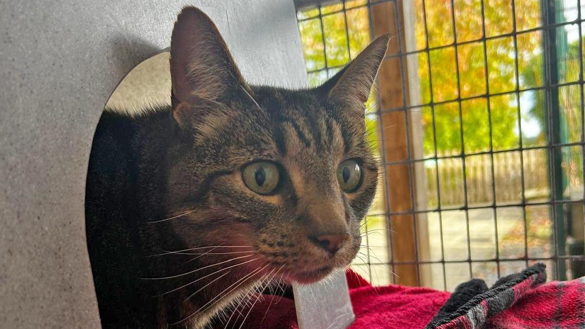 Ethan's head is sticking out of a hole which leads into a sheltered den which has a fleece bed. He is inside a crate. He has green eyes and is brown and black tabby-coloured. He has long white whiskers. Behind him is a window looking out into a garden which has paving stones, a wooden fence and trees.