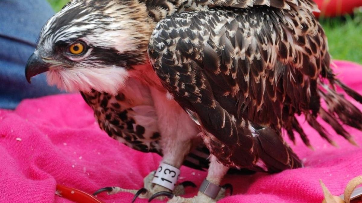 The male osprey chick