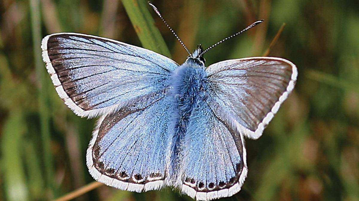Chalkhill blue butterfly on Portland
