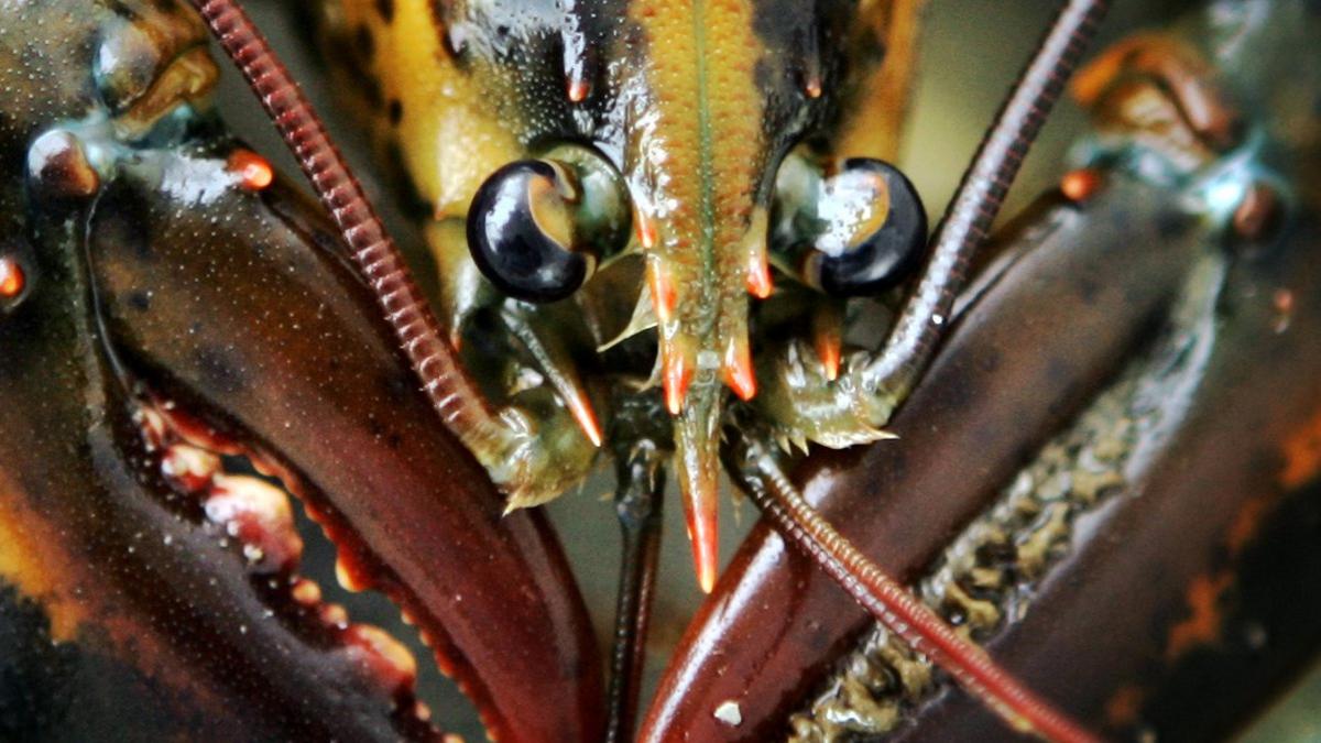 The face of a young lobster.