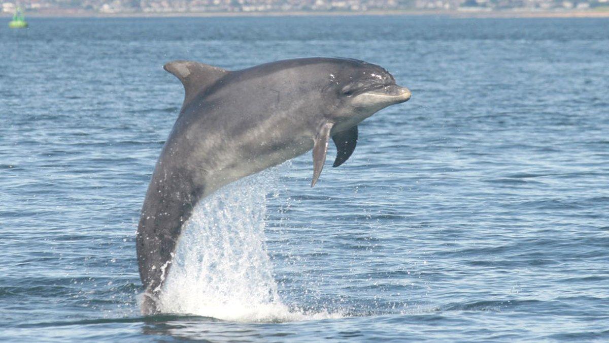 Bottlenose dolphin