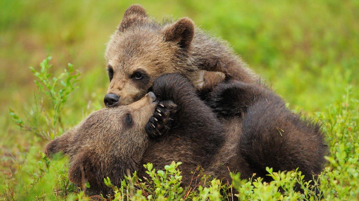 Brown bears