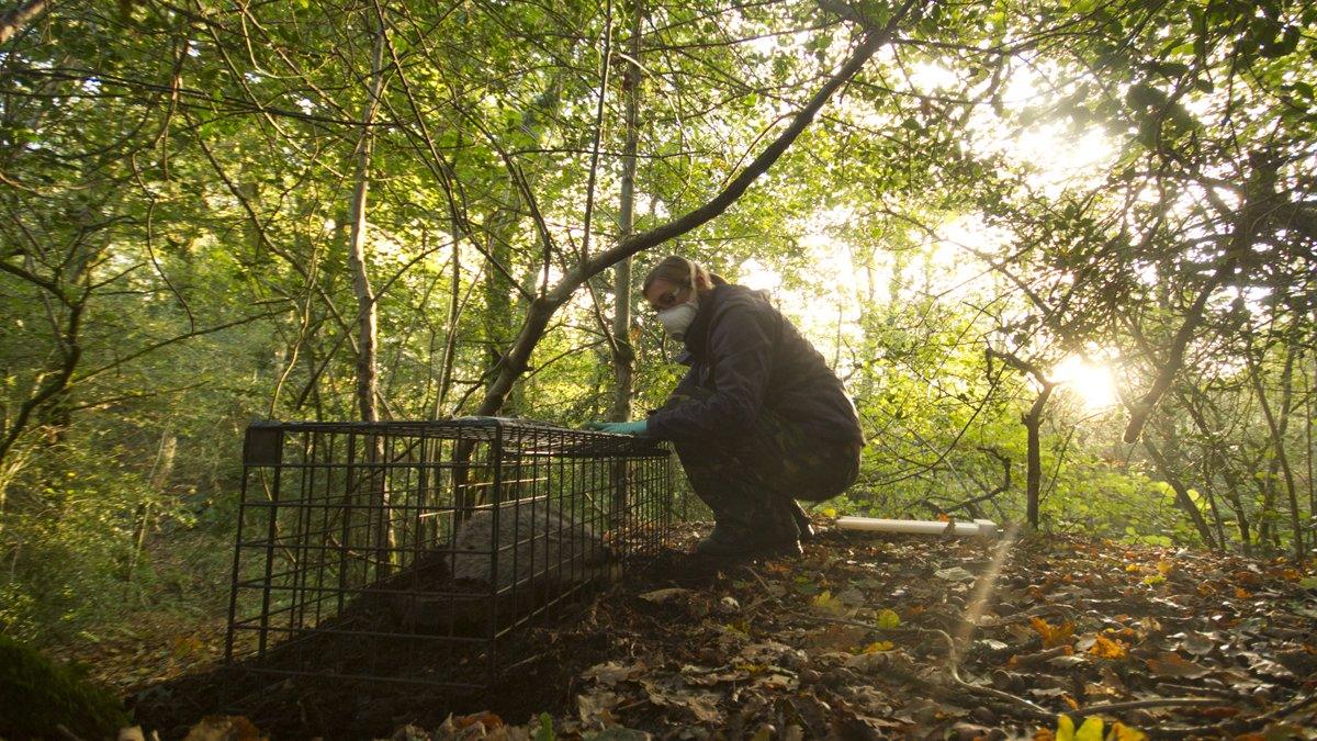 Dorset Wildlife Trust vaccination project