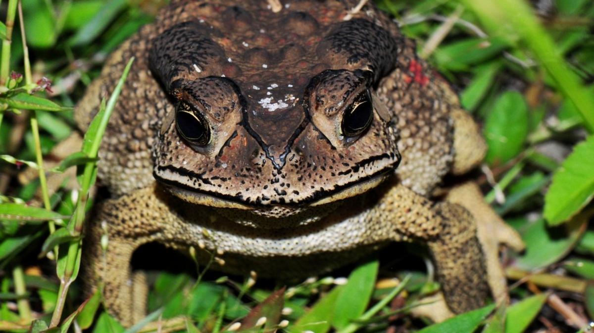 Asian common toad